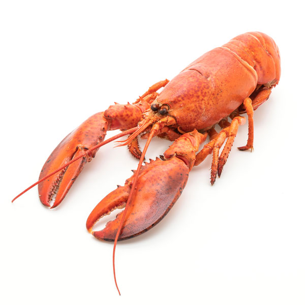 marisco_icono