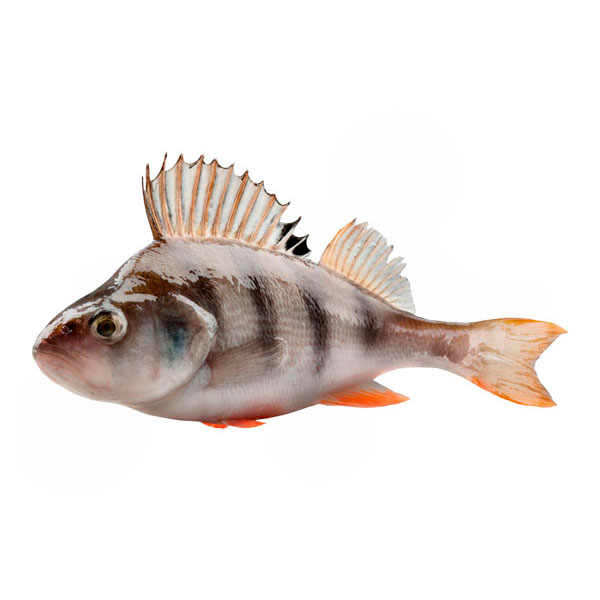 pescado_icono