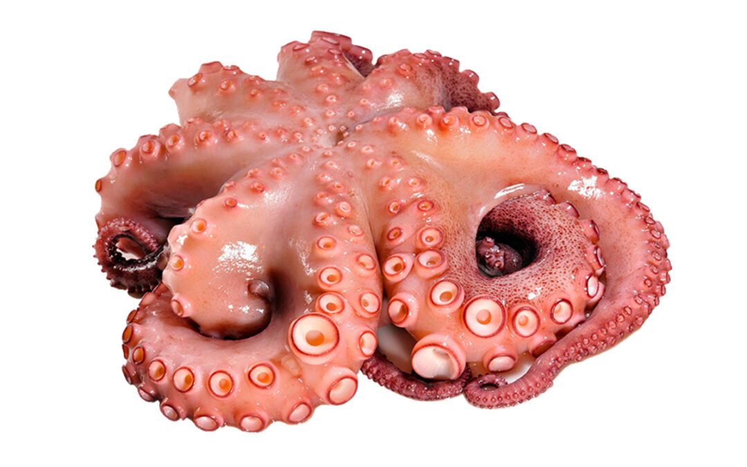 Pulpo cocido